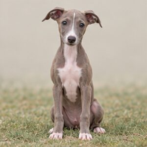 Italian-Greyhound