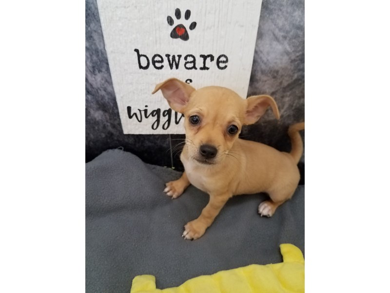 Chihuahua Puppy fn ID:6608 Located at Petland Merrillville, IN