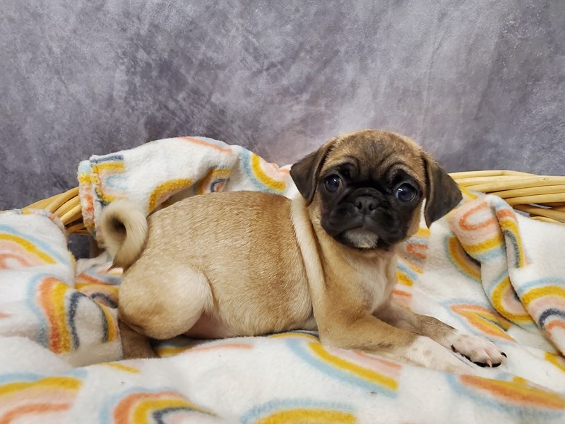 Pug Puppy fn ID:6629 Located at Petland Merrillville, IN