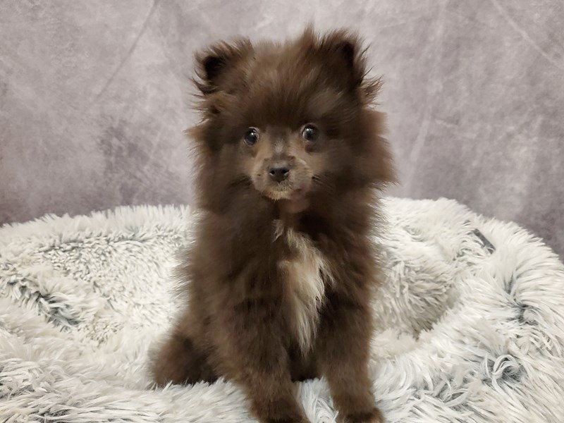 RU14 × veitchii oc pup ① 2376160_800.jpg