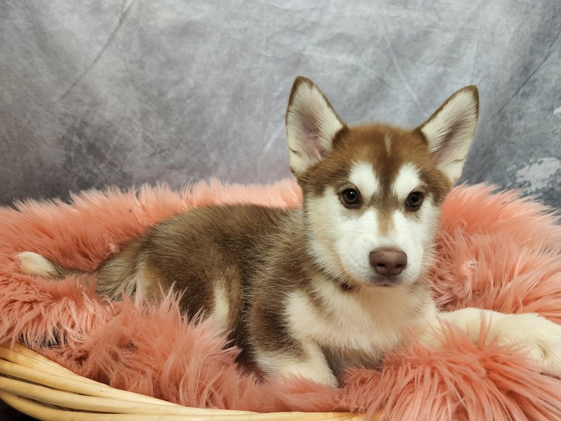 Pomsky Puppy Red / White ID:6718 Located at Petland Merrillville, IN