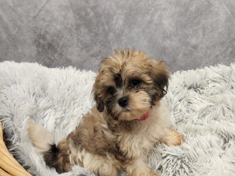 Teddy Bear Puppy Brown / White ID:6728 Located at Petland