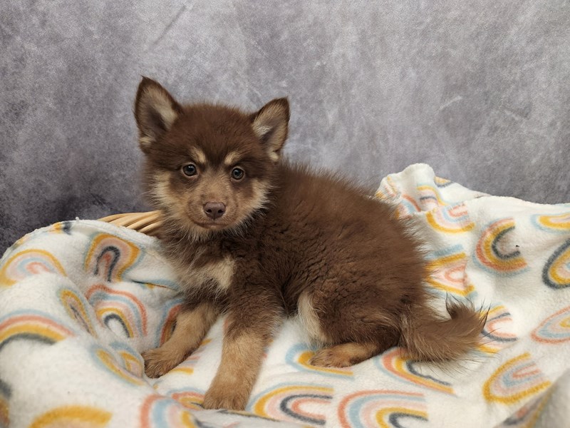 Pomsky Puppy Chocolate and Tan ID:6745 Located at Petland Merrillville, IN
