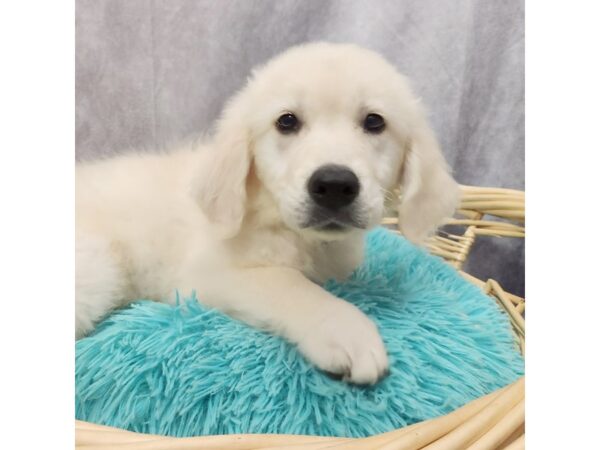 Golden Retriever DOG Female Cream 6851 Petland Merrillville, IN