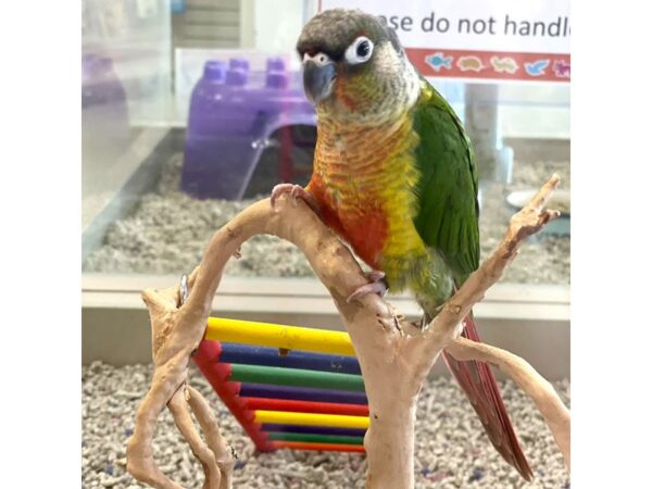 Yellow Sided Green Cheek Conure-BIRD---6863-Petland Merrillville, IN
