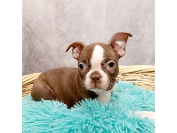 Boston Terrier DOG Female Seal / White 6892 Petland Merrillville, IN