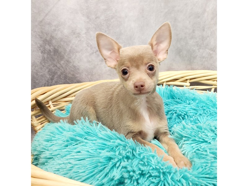 Chihuahua Puppy Blue Sable ID:6906 Located at Petland Merrillville, IN
