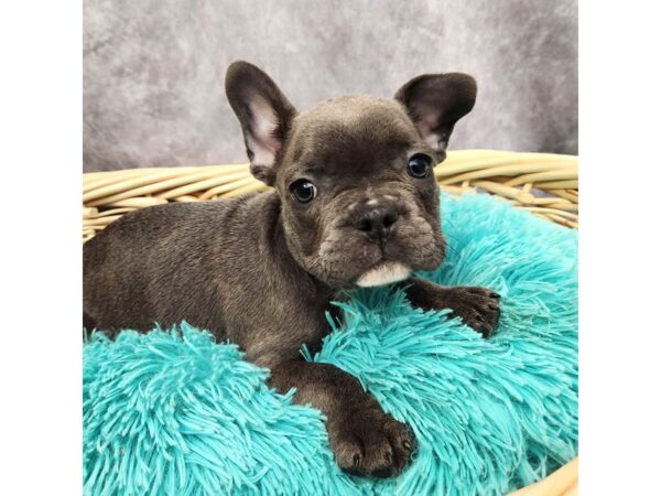 French Bulldog-DOG-Male-Blue-6923-Petland Merrillville, IN