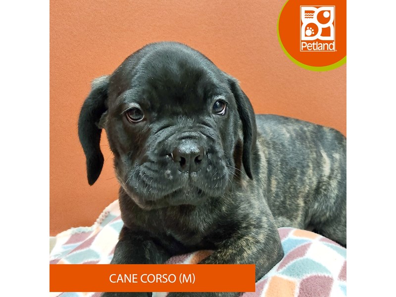 Cane Corso Puppies Petland Merrillville, Indiana Pet Store