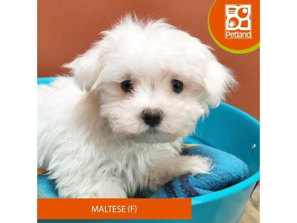 Maltese DOG Female White 7039 Petland Merrillville, IN