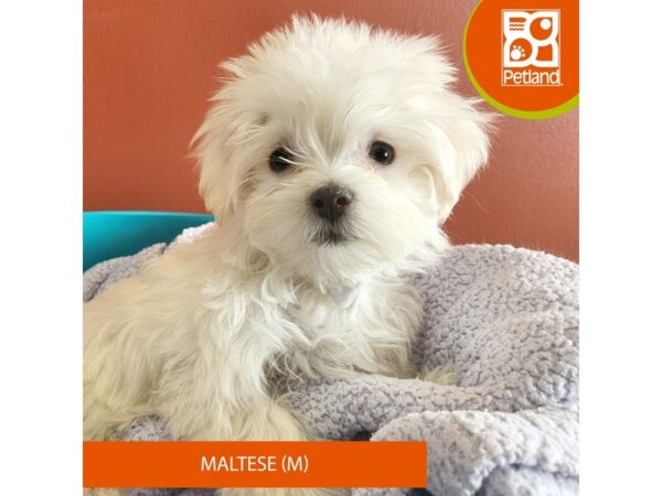 Maltese DOG Male White 7073 Petland Merrillville, IN