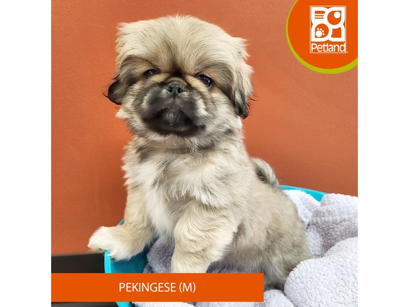 Pekingese Small Animal Sable ID:7094 Located at Petland