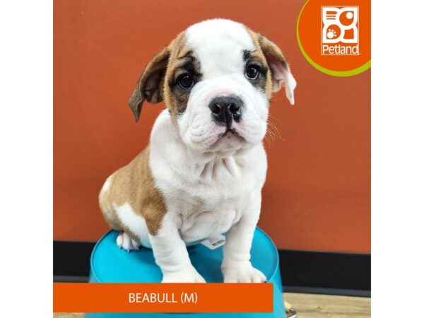 [#7144] Red / White Male Beabull Puppies for Sale