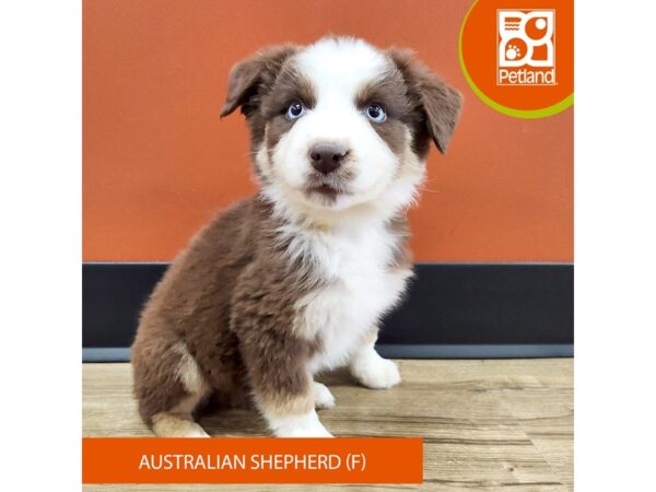 [#7177] Red Tan / White Female Australian Shepherd Puppies for Sale