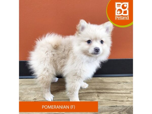 [#7172] Cream Female Pomeranian Puppies for Sale