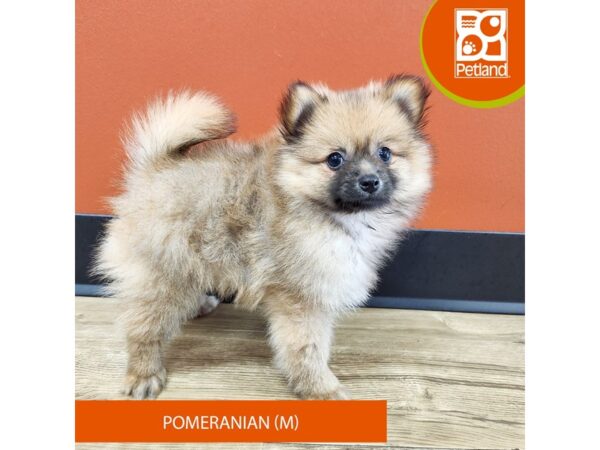 [#7171] Sable Male Pomeranian Puppies for Sale