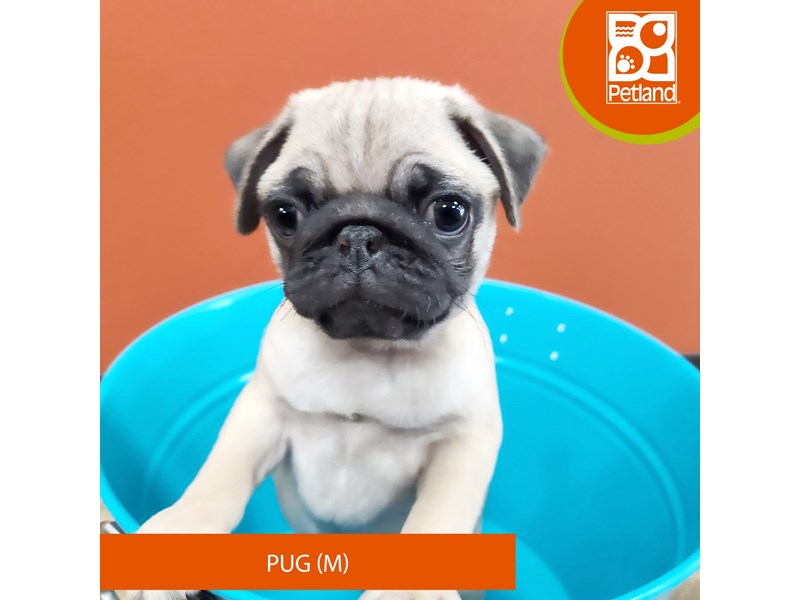 Pug Puppies For Sale Petland Merrillville, IN