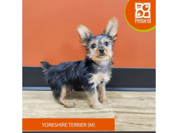 [#7180] b/t Male Yorkshire Terrier Puppies for Sale