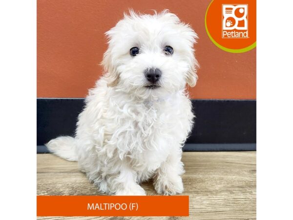 [#7189] Cream Female Maltese/Poodle Puppies for Sale