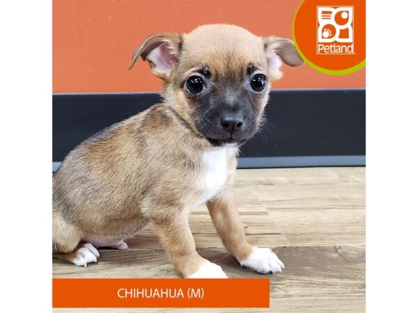 [#7138] Brown Male Chihuahua Puppies for Sale