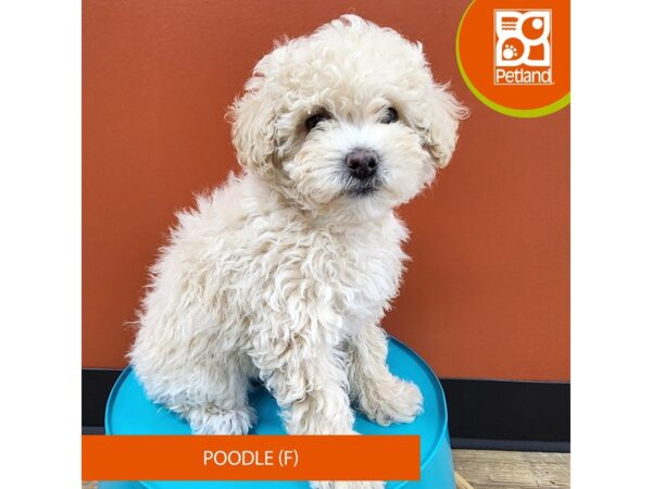 [#7135] White Female Poodle Puppies for Sale