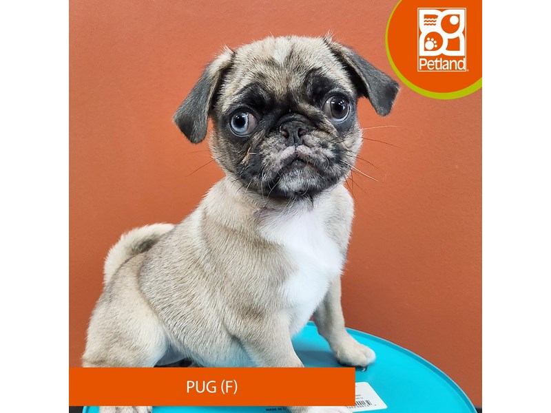 pug Pug Small Animal Fawn Merle ID:7153 Located at Petland