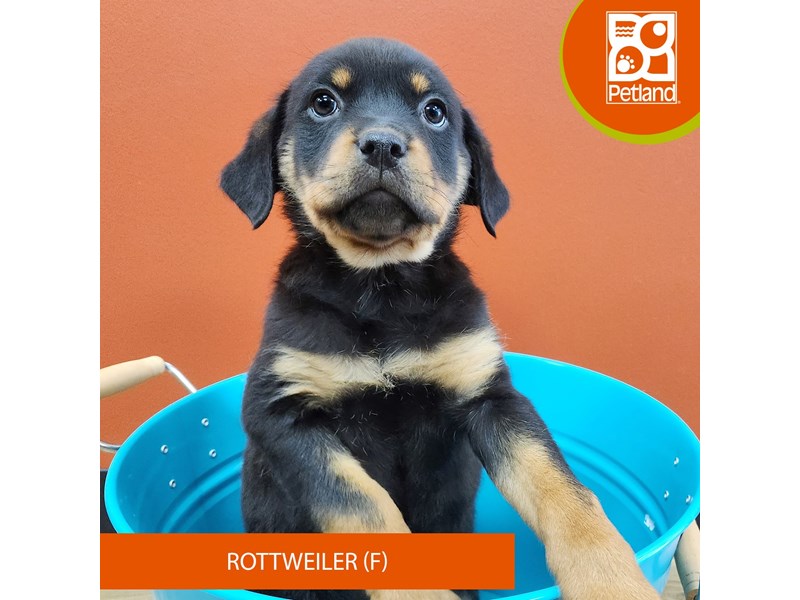 Rottweiler Small Animal Black / Tan ID:7159 Located at Petland