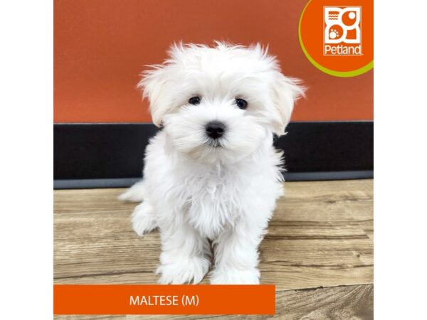 [#7170] White Male Maltese Puppies for Sale