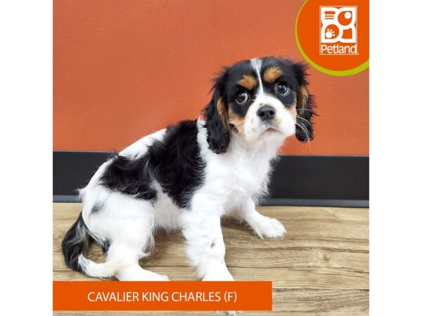 [#7165] Black White / Tan Female Cavalier King Charles Spaniel Puppies for Sale