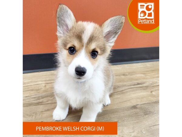 [#7191] Red / White Male Pembroke Welsh Corgi Puppies for Sale