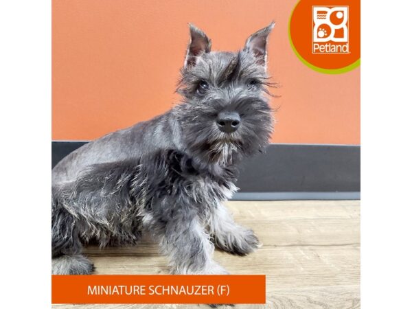 [#7183] Salt / Pepper Female Miniature Schnauzer Puppies for Sale