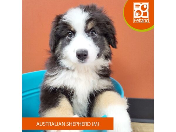 [#7182] Black White / Tan Male Australian Shepherd Puppies for Sale