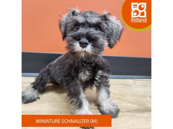 [#7193] Salt / Pepper Male Miniature Schnauzer Puppies for Sale