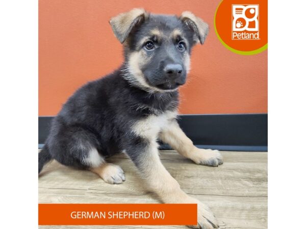 [#7200] Black / Tan Male German Shepherd Dog Puppies for Sale
