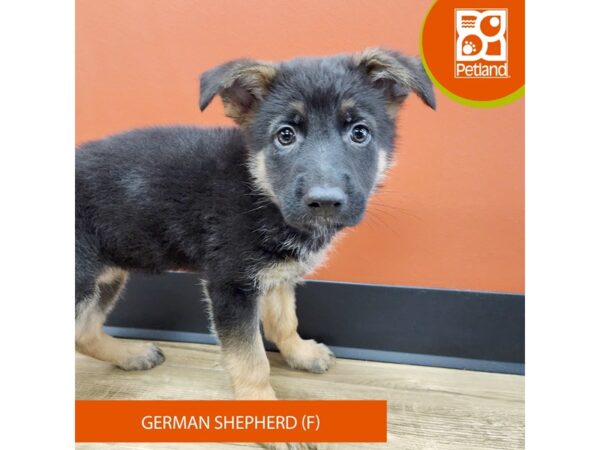 [#7199] Black / Tan Female German Shepherd Dog Puppies for Sale