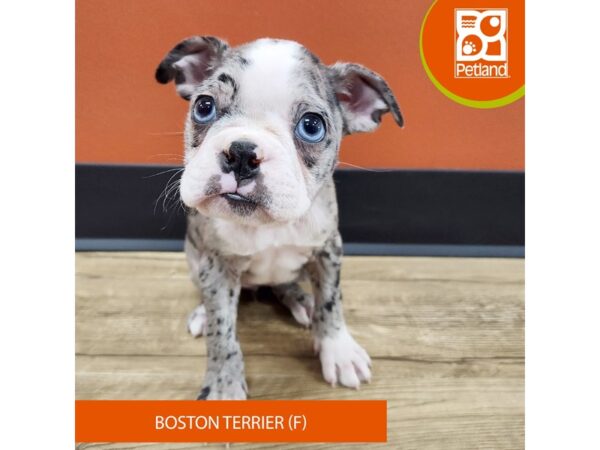 [#7198] Blue Merle Female Boston Terrier Puppies for Sale