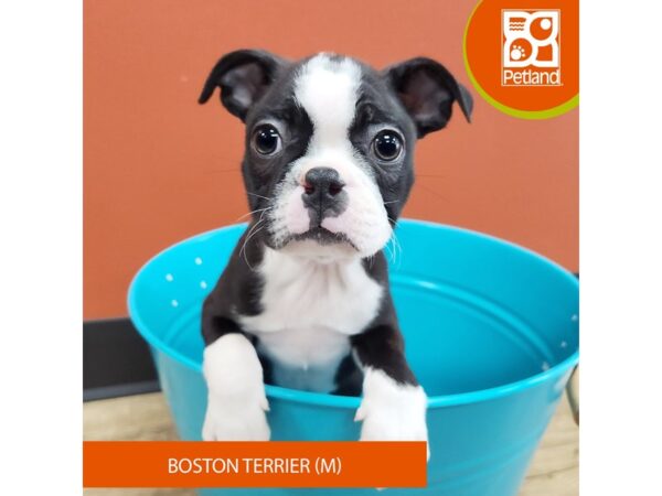 [#7197] Black / White Male Boston Terrier Puppies for Sale
