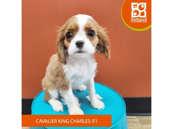 [#7195] Female Cavalier King Charles Spaniel Puppies for Sale