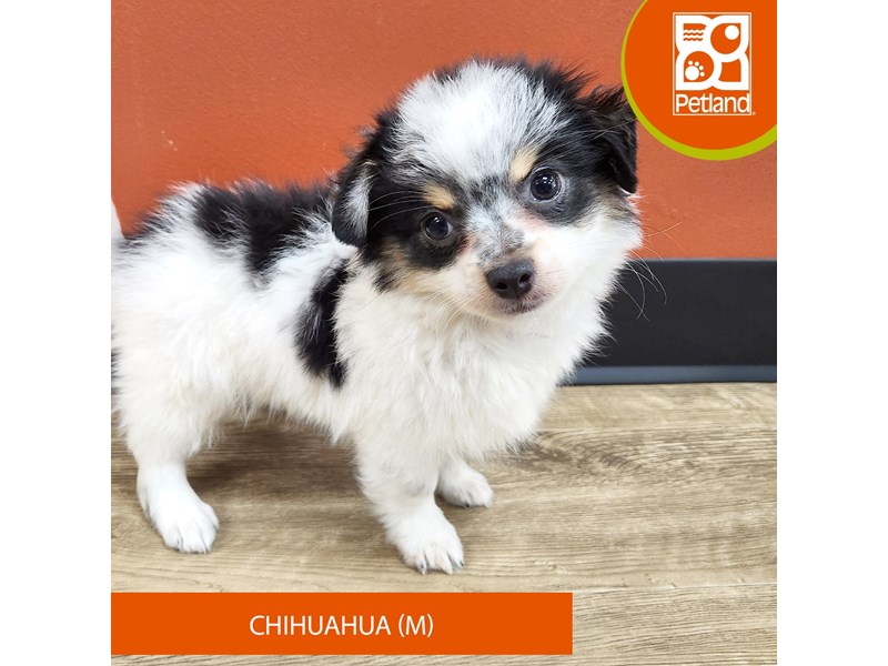 Chihuahua Small Animal White ID:7240 Located at Petland