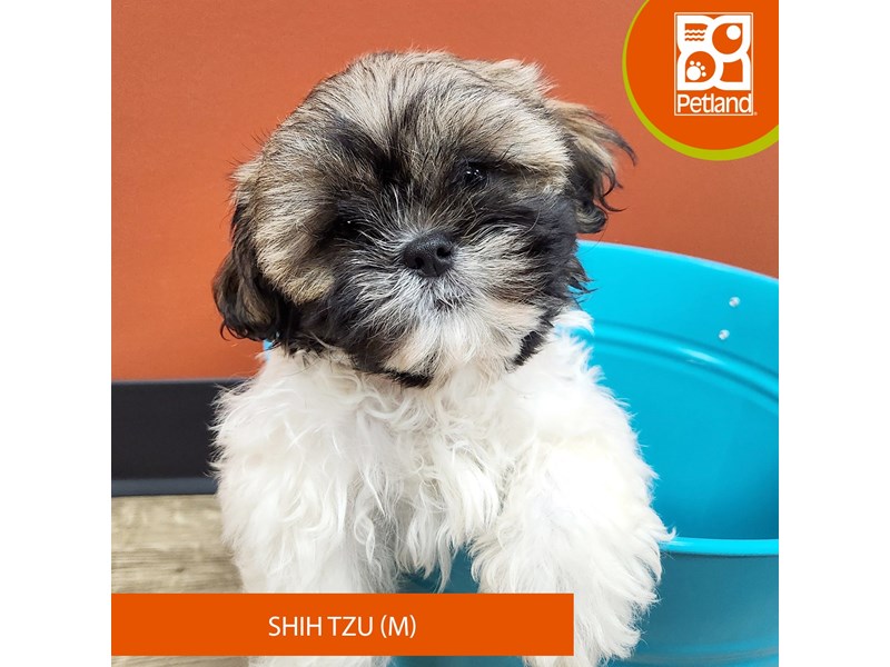 Puppies For Sale Visit Petland Merrillville, IN