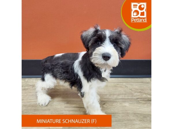 [#7335] Salt / Pepper Female Miniature Schnauzer Puppies for Sale