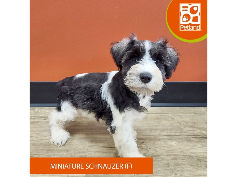 Miniature Schnauzer - 7335 Image #1