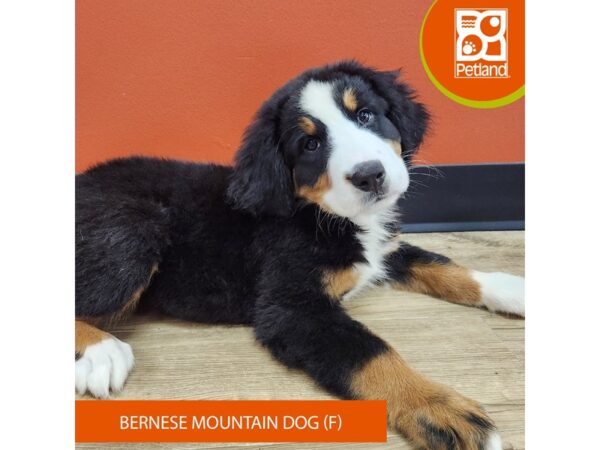 [#7331] Tri-Colored Female Bernese Mountain Dog Puppies for Sale