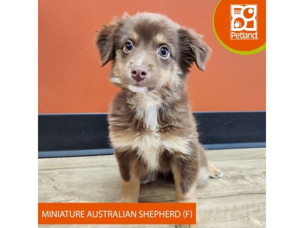 [#7361] Red Tan / White Female Miniature Australian Shepherd Puppies for Sale