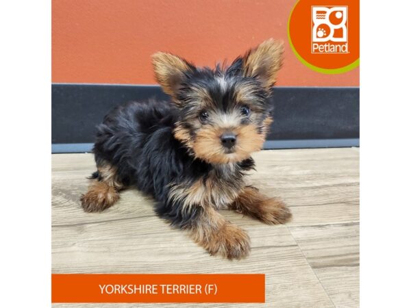 [#7358] Black / Tan Female Yorkshire Terrier Puppies for Sale