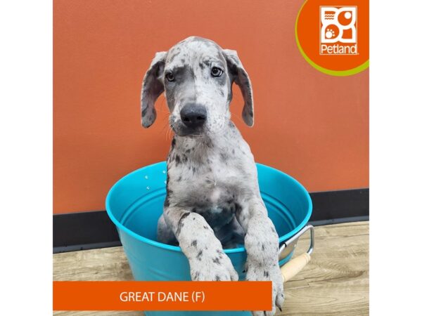 [#7347] Blue Merle Female Great Dane Puppies for Sale