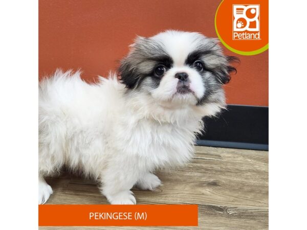 [#7346] Chocolate / White Male Pekingese Puppies for Sale