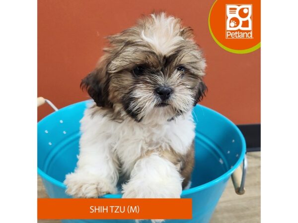 [#7359] Brown / White Male Shih Tzu Puppies for Sale