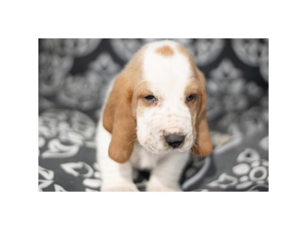 [#7367] Lemon / White Male Basset Hound Puppies for Sale