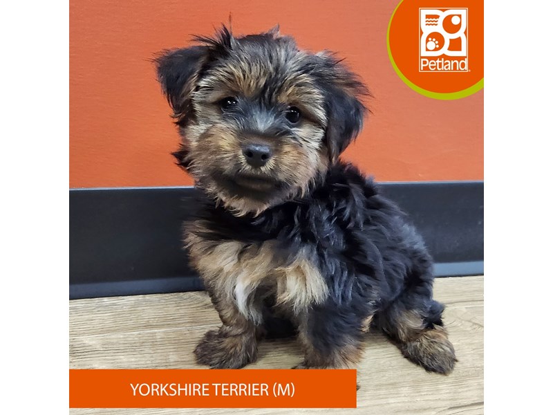 Yorkshire Terrier - 7368 Image #1